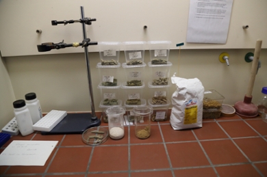 Different containers with homemade food pellets for the wood mice from the study. Each pellet contains a precisely measured number of seeds.